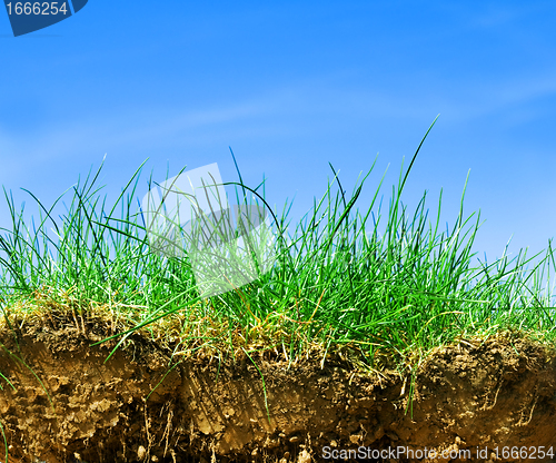 Image of Ground, grass, sky cross section