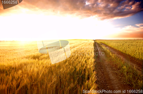 Image of Sunset field