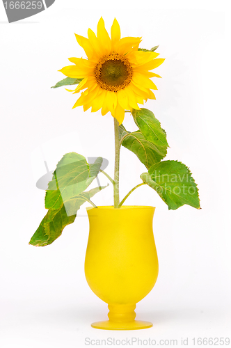 Image of Sunflower in flowerpot