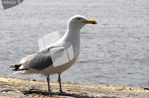 Image of Seagull