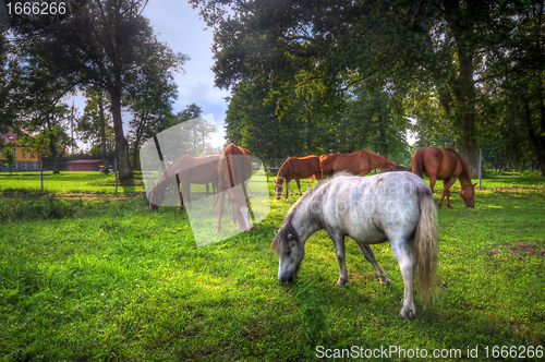 Image of Wild horses on the field