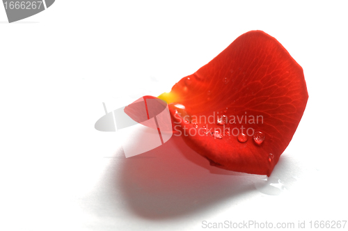 Image of Rose petal on white background