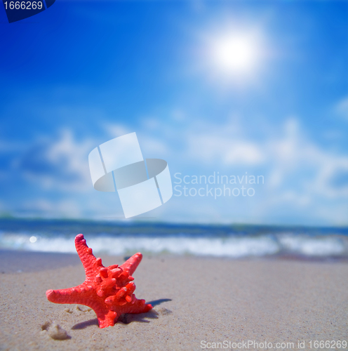 Image of Starfish on tropical beach