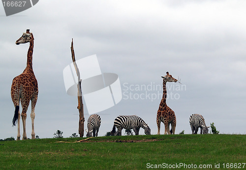 Image of Zebra and Giraffe