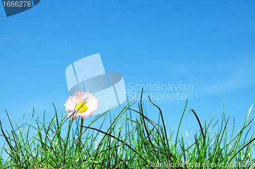 Image of Green grass, flower and blue sky