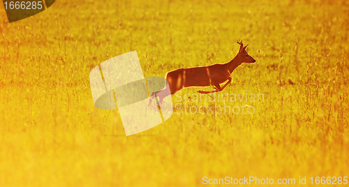 Image of Animal background. Roe-deer