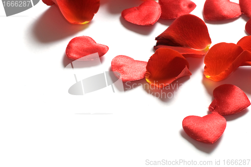 Image of Rose petals and hearts on white background