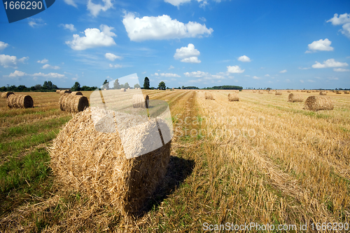 Image of Haystacks in the field