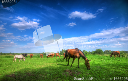 Image of Wild horses on the field