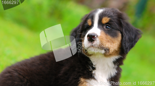 Image of Portrait of Bernese mountain dog