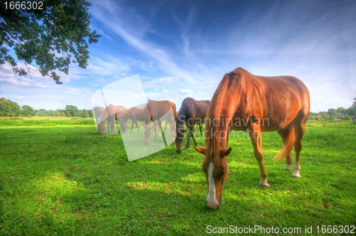 Image of Wild horses on the field