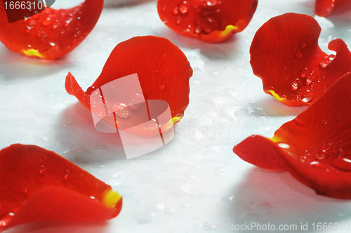 Image of Rose petals on white background