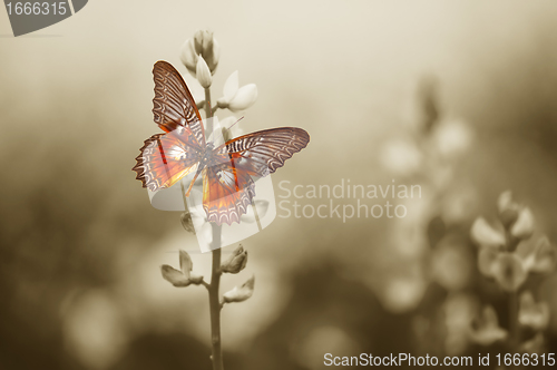 Image of A red butterfly on the moody field