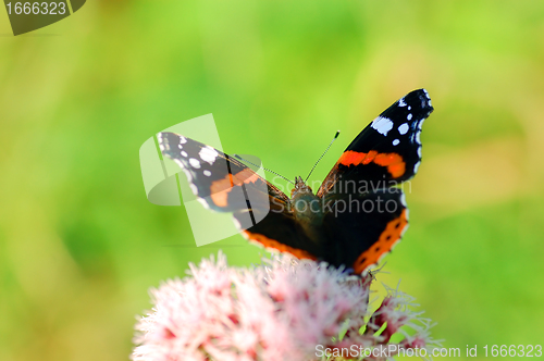 Image of Butterfly