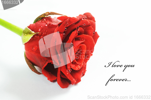 Image of Red fresh rose on white
