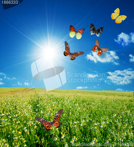 Image of Colorful buttefly spring field