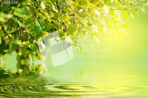 Image of Green nature. Sun, water reflection