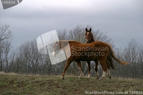 Image of Two Horses