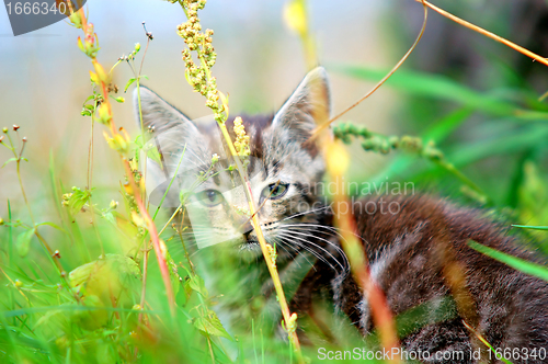 Image of Kitten in the grass