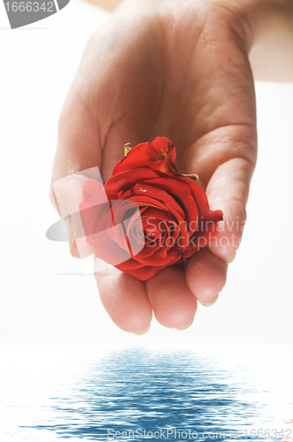 Image of Red rose in palm and water