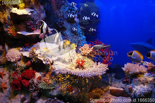 Image of Underwater scene