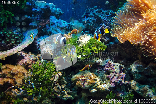 Image of Underwater scene