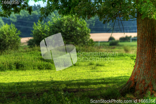 Image of Tree on summer field
