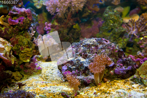 Image of Underwater life. Coral reef, fish.