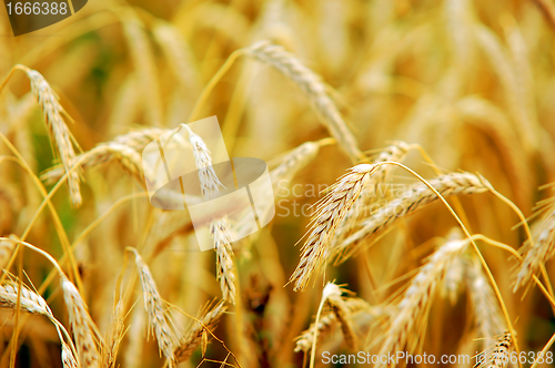 Image of Wheat field 