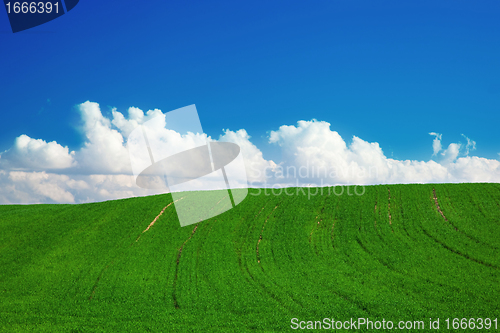 Image of Green summer landscape