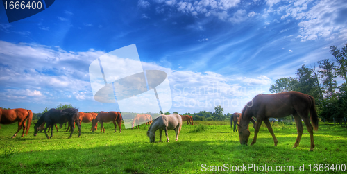 Image of Wild horses on the field