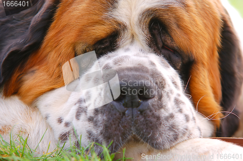 Image of Dog lying on grass