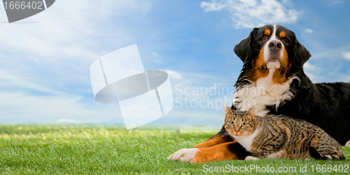 Image of Dog and cat together