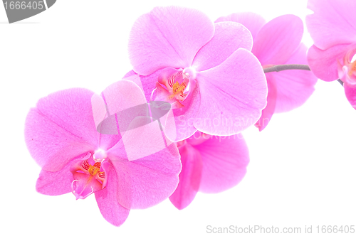 Image of Orchid isolated