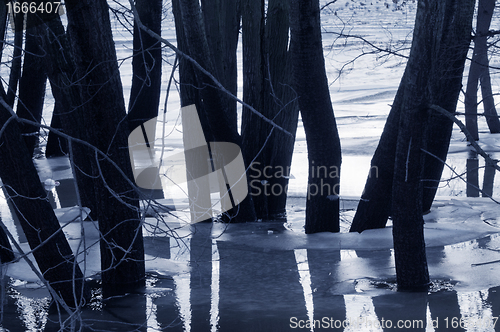 Image of Trees in water, dusk mood