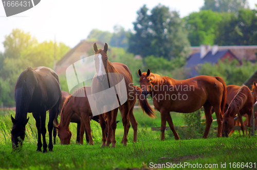 Image of Horses on the field