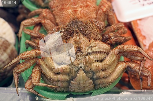 Image of Crab detail