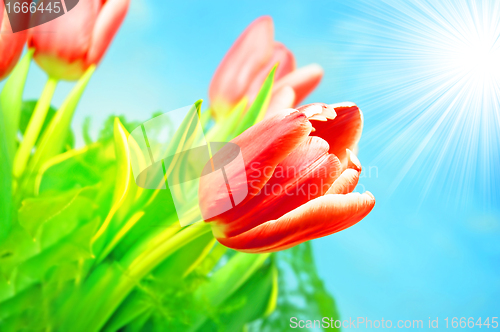 Image of Spring flowers background