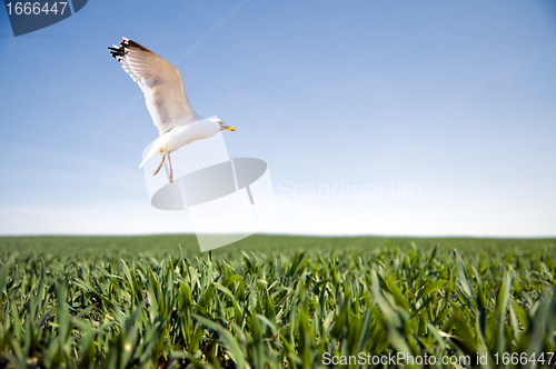 Image of Bird flying over green grass