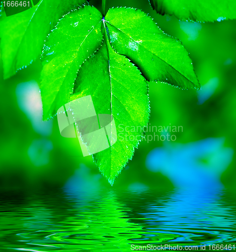Image of Natural leaves background