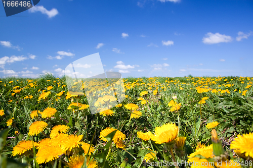 Image of Field full of dandelions in spring