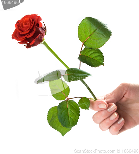 Image of Giving a rose