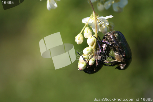 Image of Bugs love