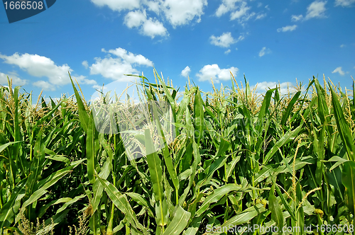 Image of Summer landscape