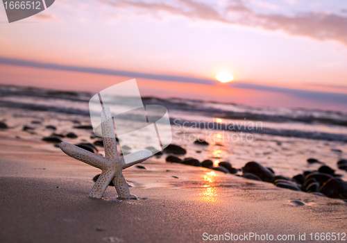 Image of Starfish on the beach at sunset