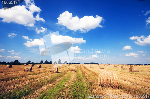 Image of Haystacks in the field