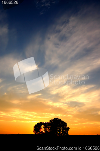 Image of Sunset and trees