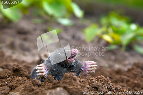 Image of Mole in ground