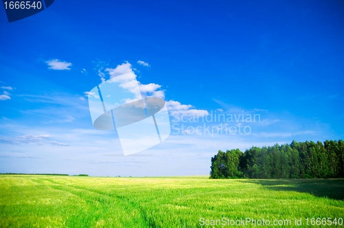 Image of Summer landscape