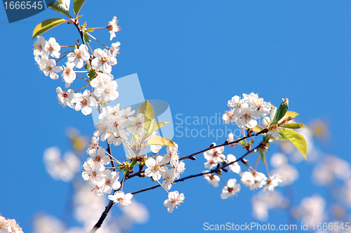 Image of Spring tree